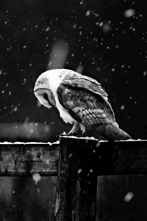 owl-in-snow